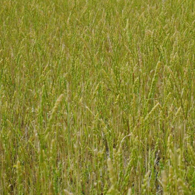 barnyard grass seeds