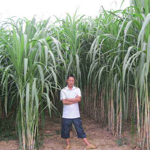Pennisetum hydridum seeds