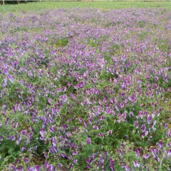 Vicia villosa seeds