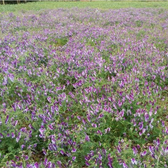 Vicia villosa seeds