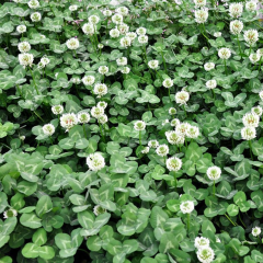 white clover seeds
