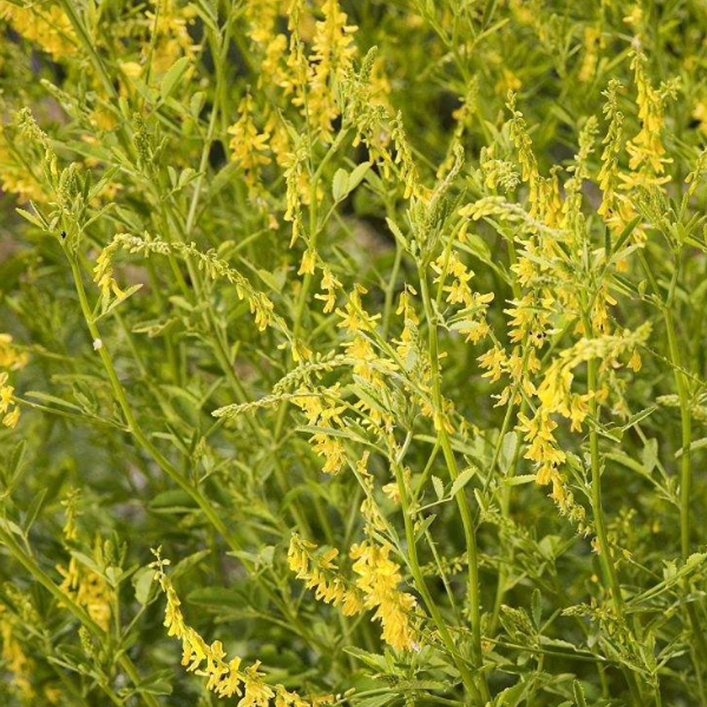 Melilotus suavcolen seeds