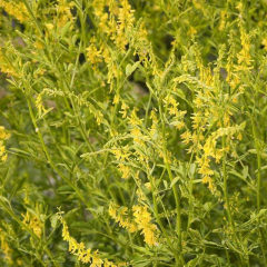 Melilotus suavcolen seeds