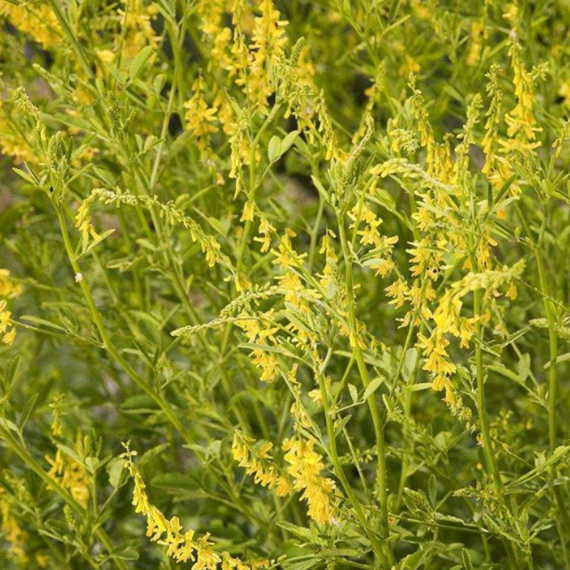 Melilotus suavcolen seeds