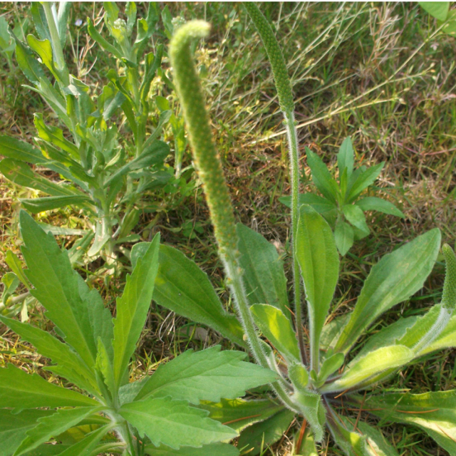 plantain herb seeds