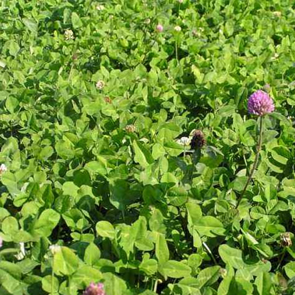 red clover seeds