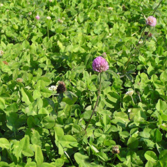 red clover seeds