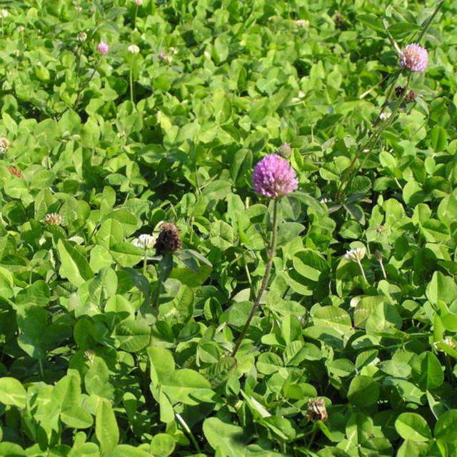 red clover seeds