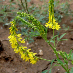 Melilotus suavcolen seeds