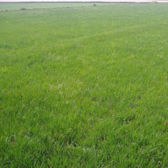 Festuca arundinacea seeds