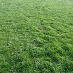 Festuca arundinacea seeds