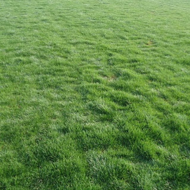 Festuca arundinacea seeds