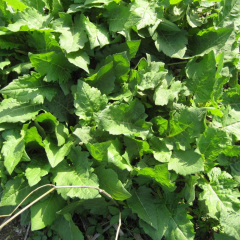 Silphium perfoliatum seeds