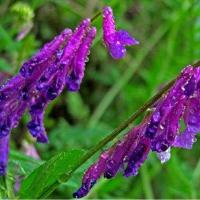 Vicia villosa seeds
