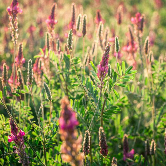 sainfoin seeds