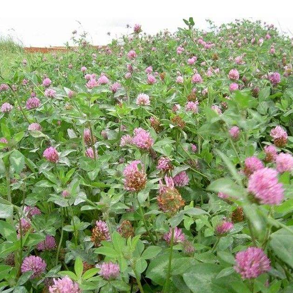 red clover seeds