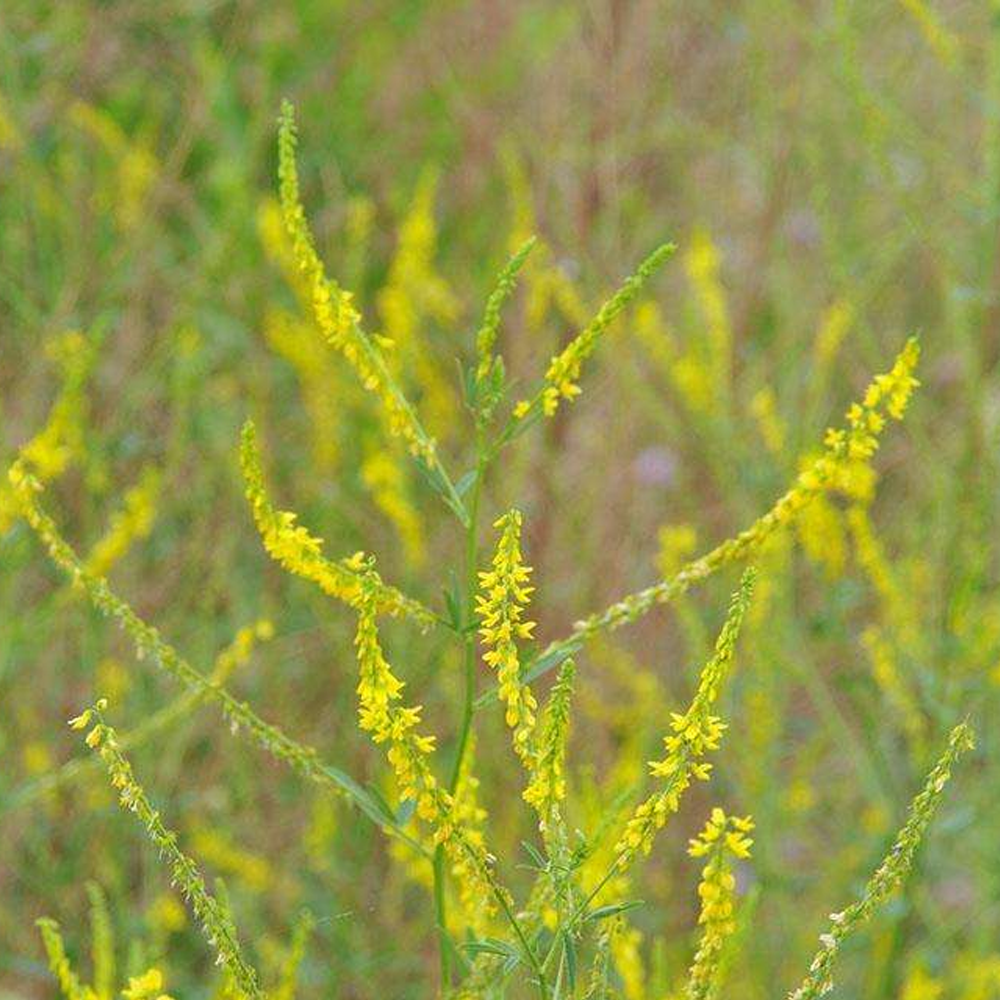 Melilotus suavcolen seeds