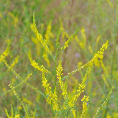 Melilotus suavcolen seeds