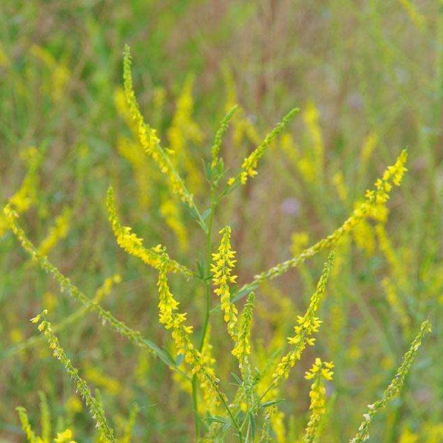Melilotus suavcolen seeds