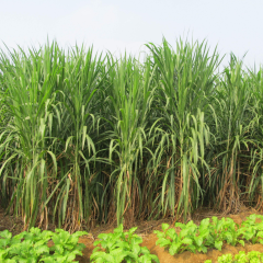Pennisetum hydridum seeds