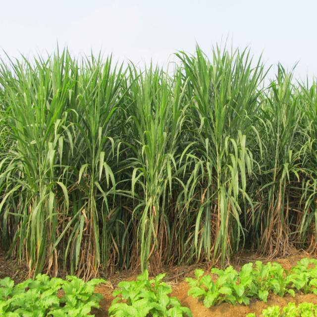 Pennisetum hydridum seeds