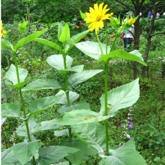 Silphium perfoliatum seeds