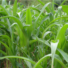 sorghum hybrid sudangrass seeds/gaodan grass seeds