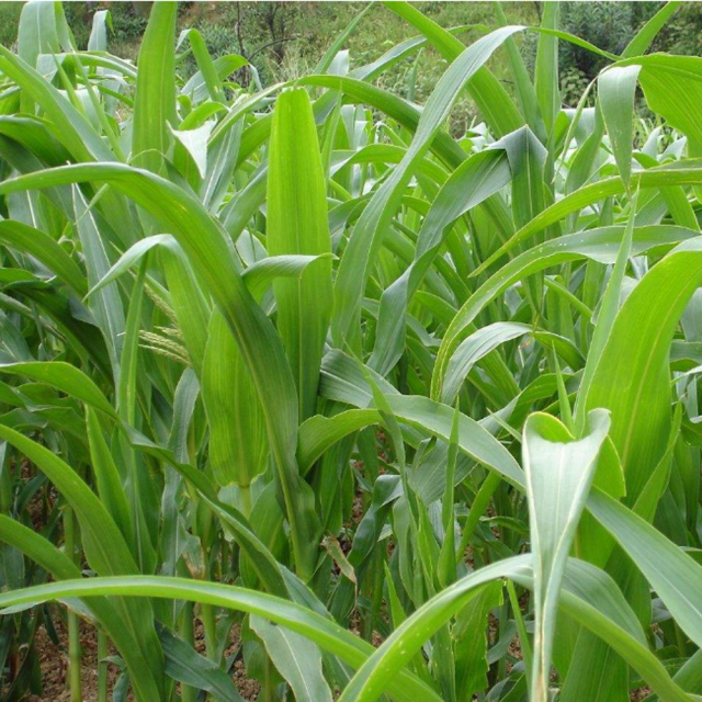 sorghum hybrid sudangrass seeds/gaodan grass seeds