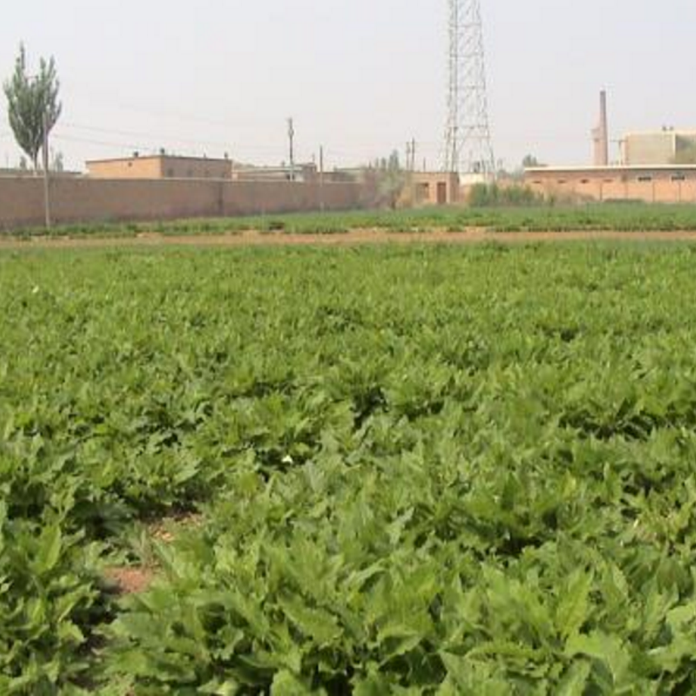 Silphium perfoliatum seeds