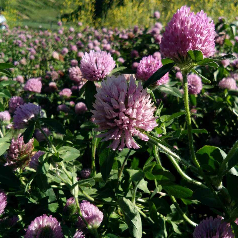 red clover seeds