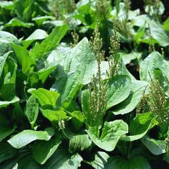 plantain herb seeds