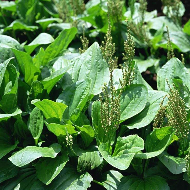 plantain herb seeds