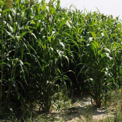 sorghum hybrid sudangrass seeds/gaodan grass seeds