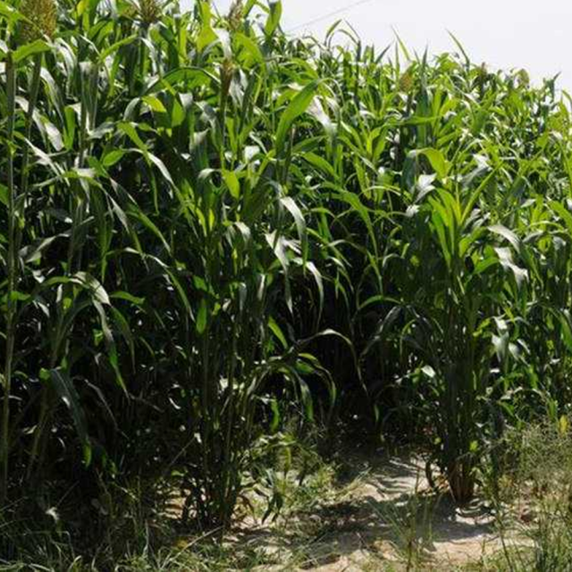 sorghum hybrid sudangrass seeds/gaodan grass seeds