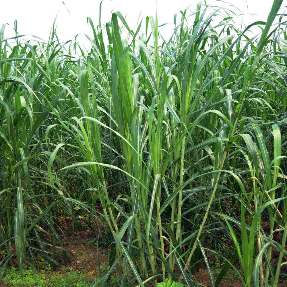 sudangrass seeds