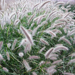 Chinese pennisetum seeds