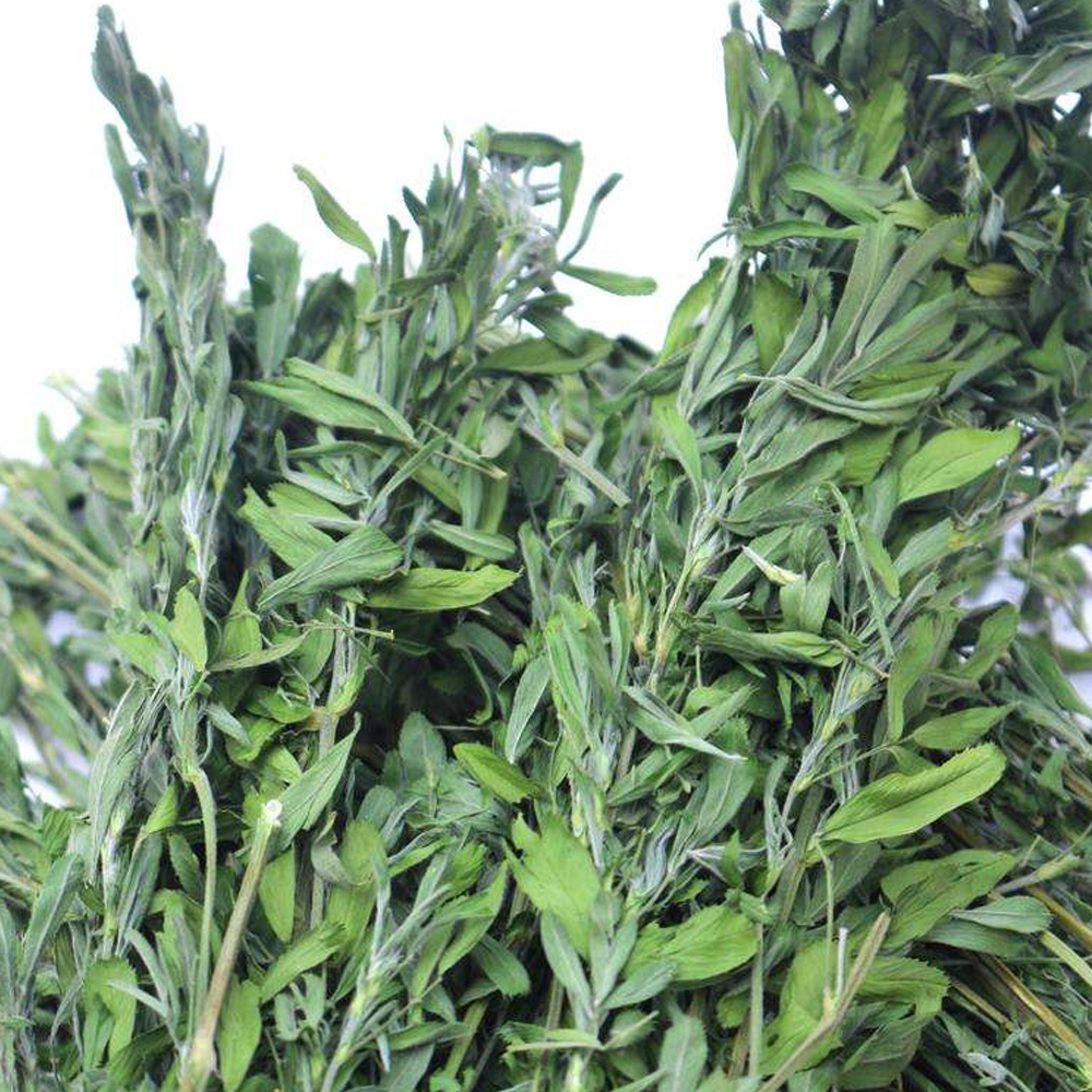 Alfalfa seeds