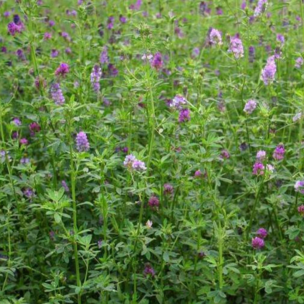 Alfalfa seeds
