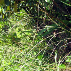 Hemarthria altissima seeds