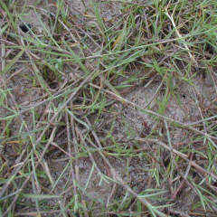 Hemarthria altissima seeds