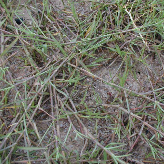 Hemarthria altissima seeds