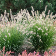 Chinese pennisetum seeds