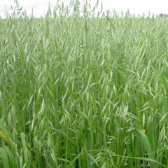 oat grass seeds