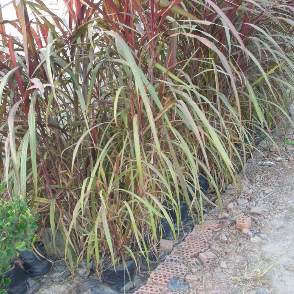 sudangrass seeds