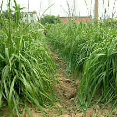 Mexican corn grass seeds