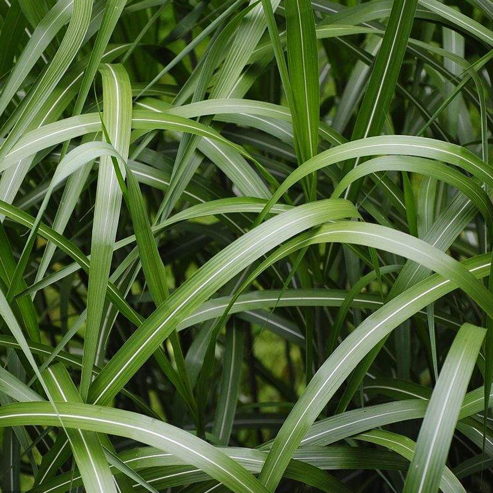 sudangrass seeds