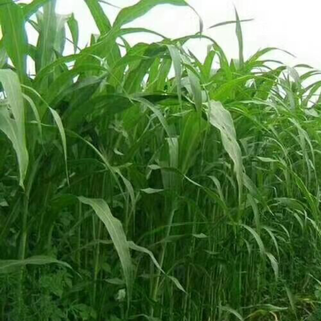 Mexican corn grass seeds