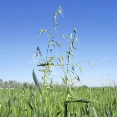 oat grass seeds