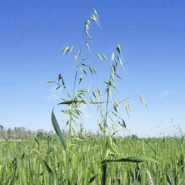 oat grass seeds