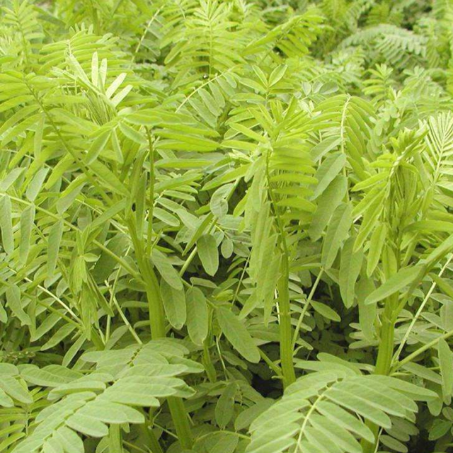 Astragalus adsurgens seeds